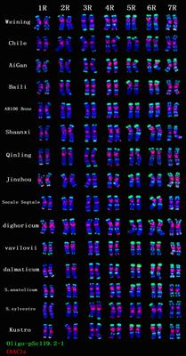 Frequent variations and phylogenetic relationships within the genus Secale identified by ND-FISH according to the genome-wide universal oligonucleotides chromosome probes